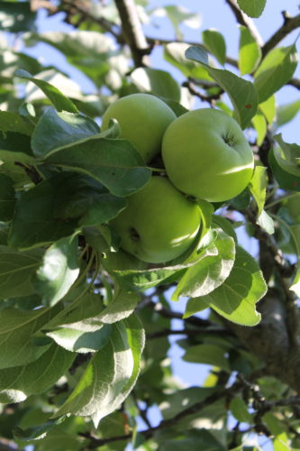 https://www.ncat.org/wp-content/uploads/2020/08/apples-on-tree-333x500.jpg