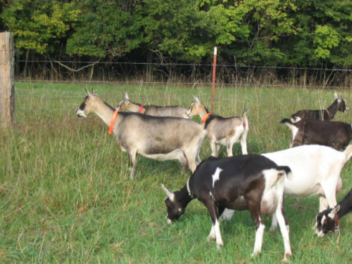 healthy goats on pasture