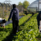 Three people work among row crops in an urban garden with hoop house in the background