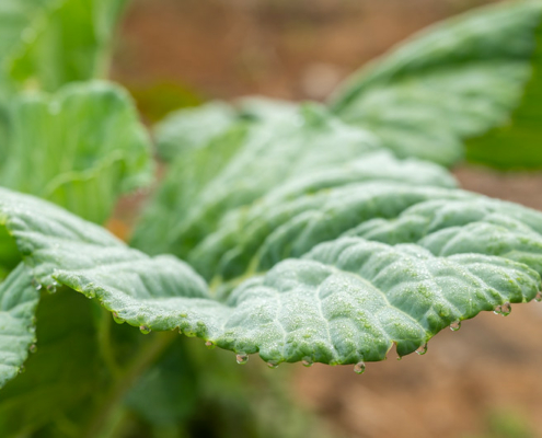 close-up of green leaf of crop plant