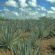 a field of agave plants under a blue sky with white clouds