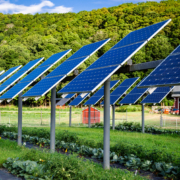 vegetable crops grow beneath solar panes, with woods and sky in background