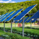 vegetable crops grow beneath solar panes, with woods and sky in background