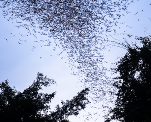 group of bats flying in blue sky above tree silhouettes