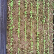 Photo of seedlings