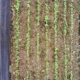 Photo of seedlings