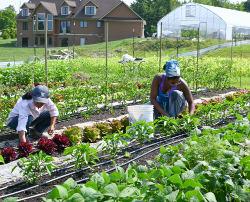 Two women working in rows of vegetables with a high tunnel and house in background.