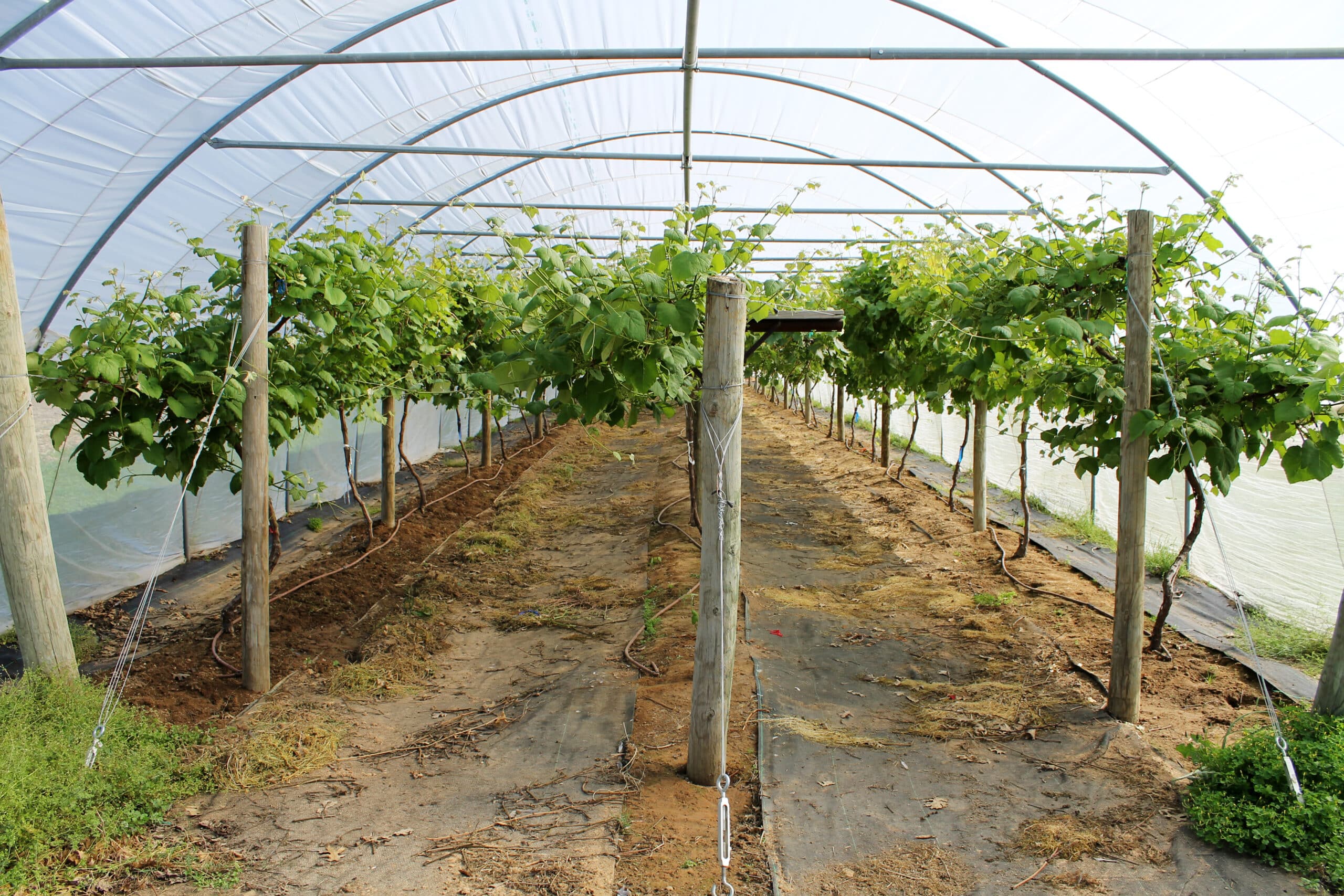 Landscape fabric