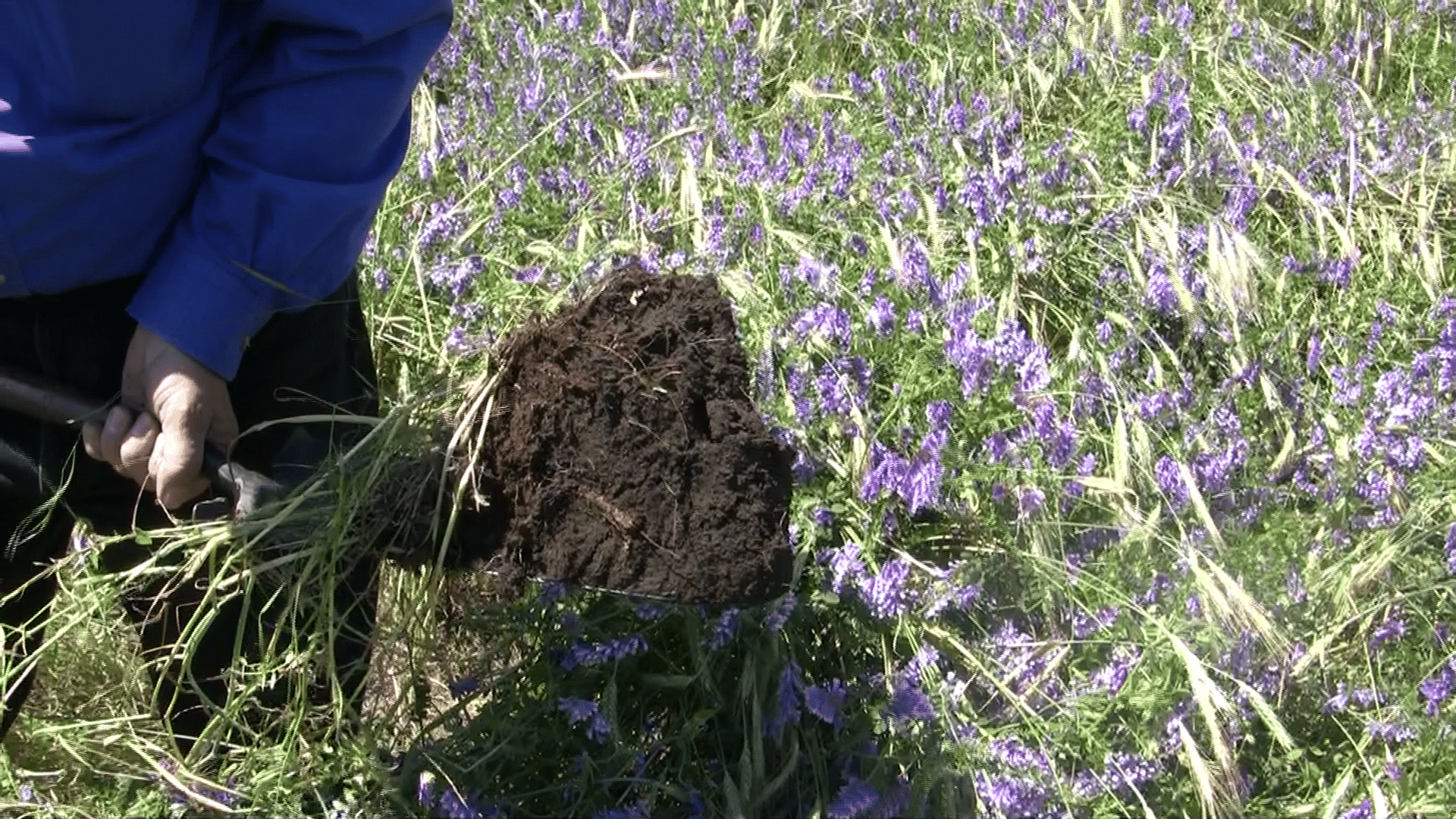 A former CRP field that has less soil aggregation than crop fields.