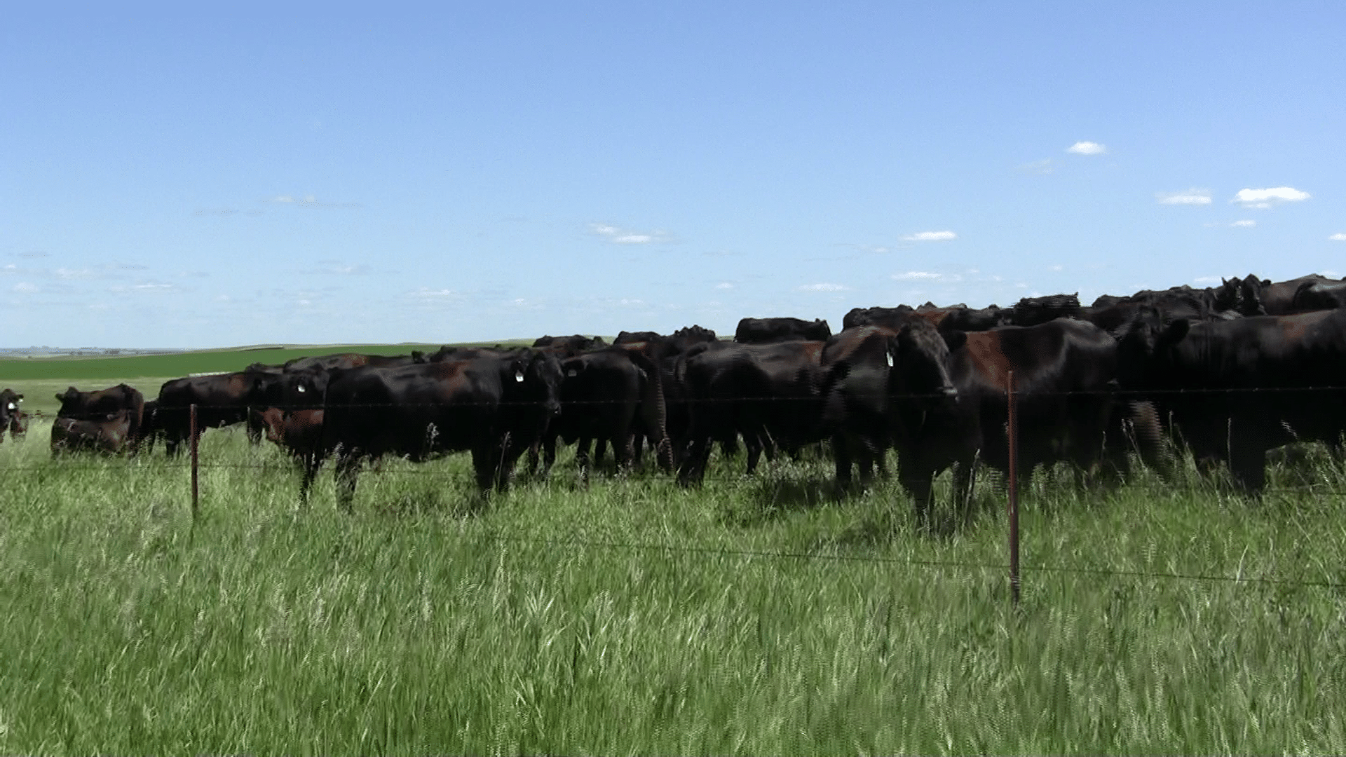 Brown’s Ranch cattle.