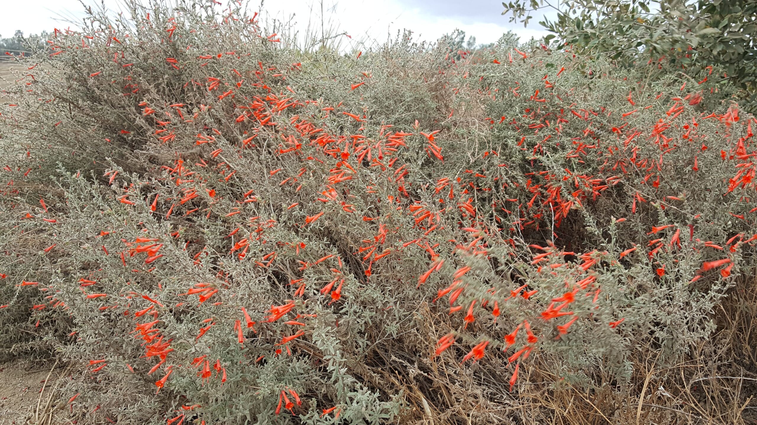 bright red-orange flowers of a fushia plant