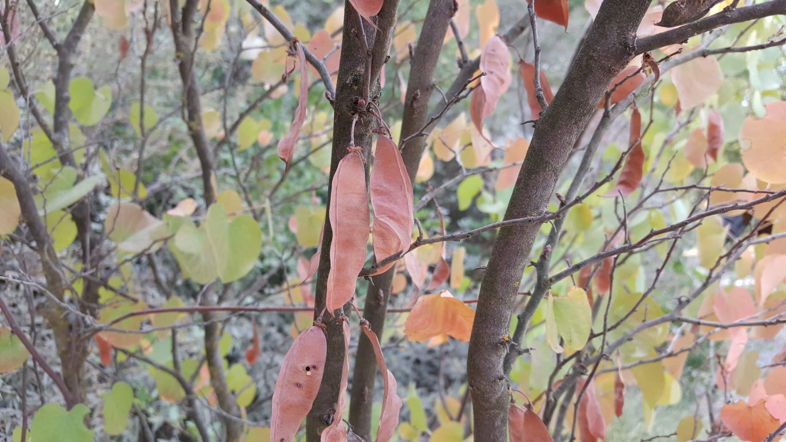 Closeup of Redbud seed pods