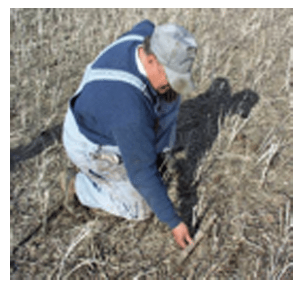 Three years of crop residue: corn, wheat, and canola
