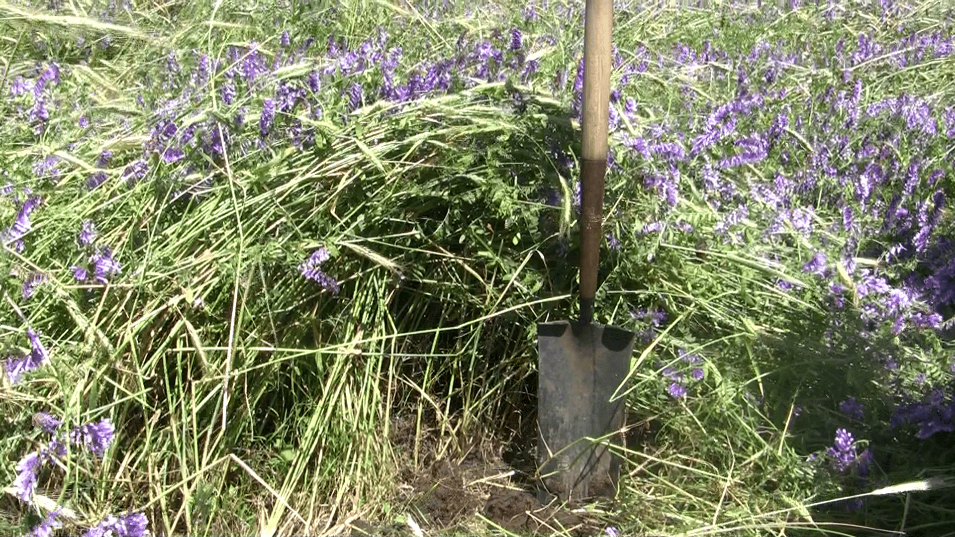 Triticale and hairy vetch interseeded in former CRP field. Photo: Susan