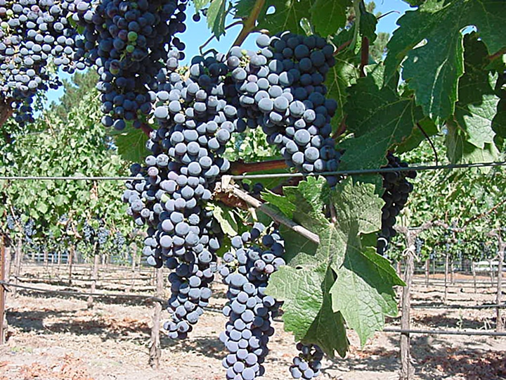 Ripe grapes on the vine