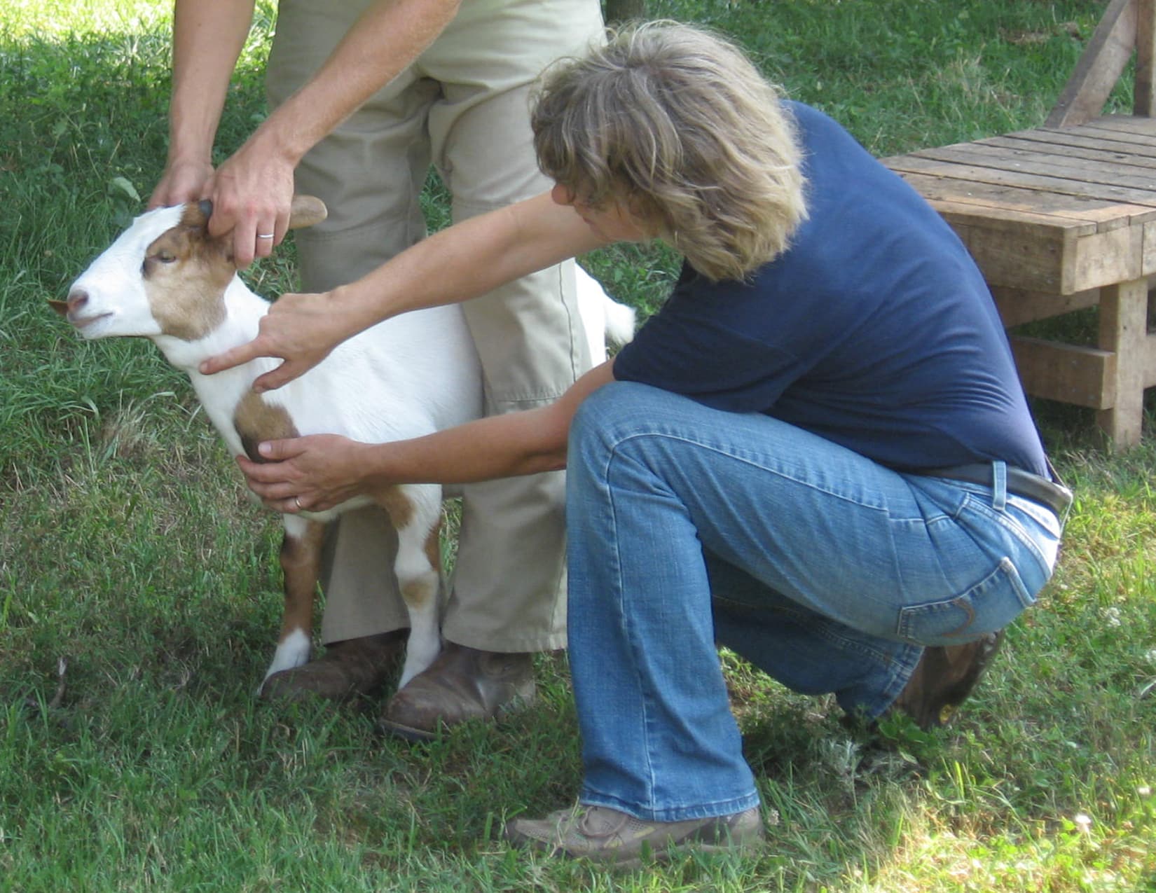 Linda Coffey checking for signs of illness in goat