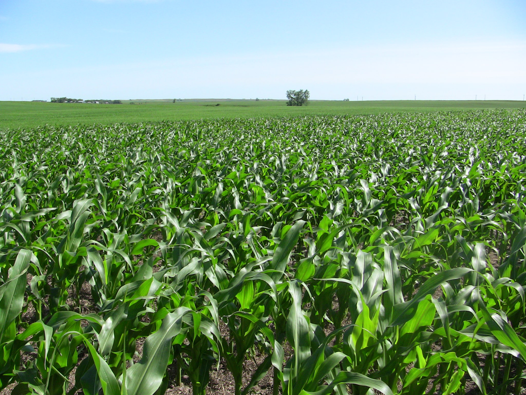 Corn crop after CRP.