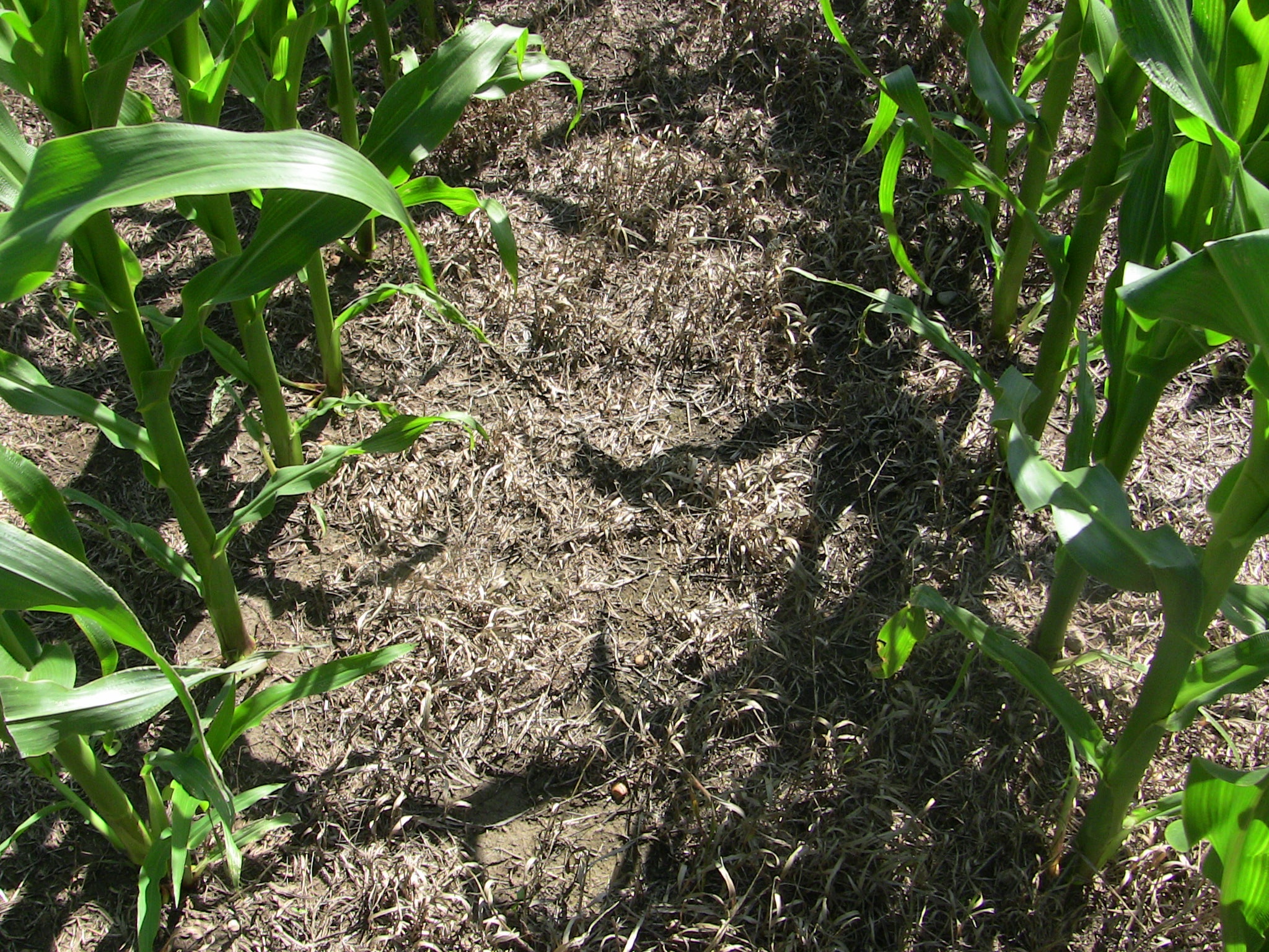 Residue in corn field.