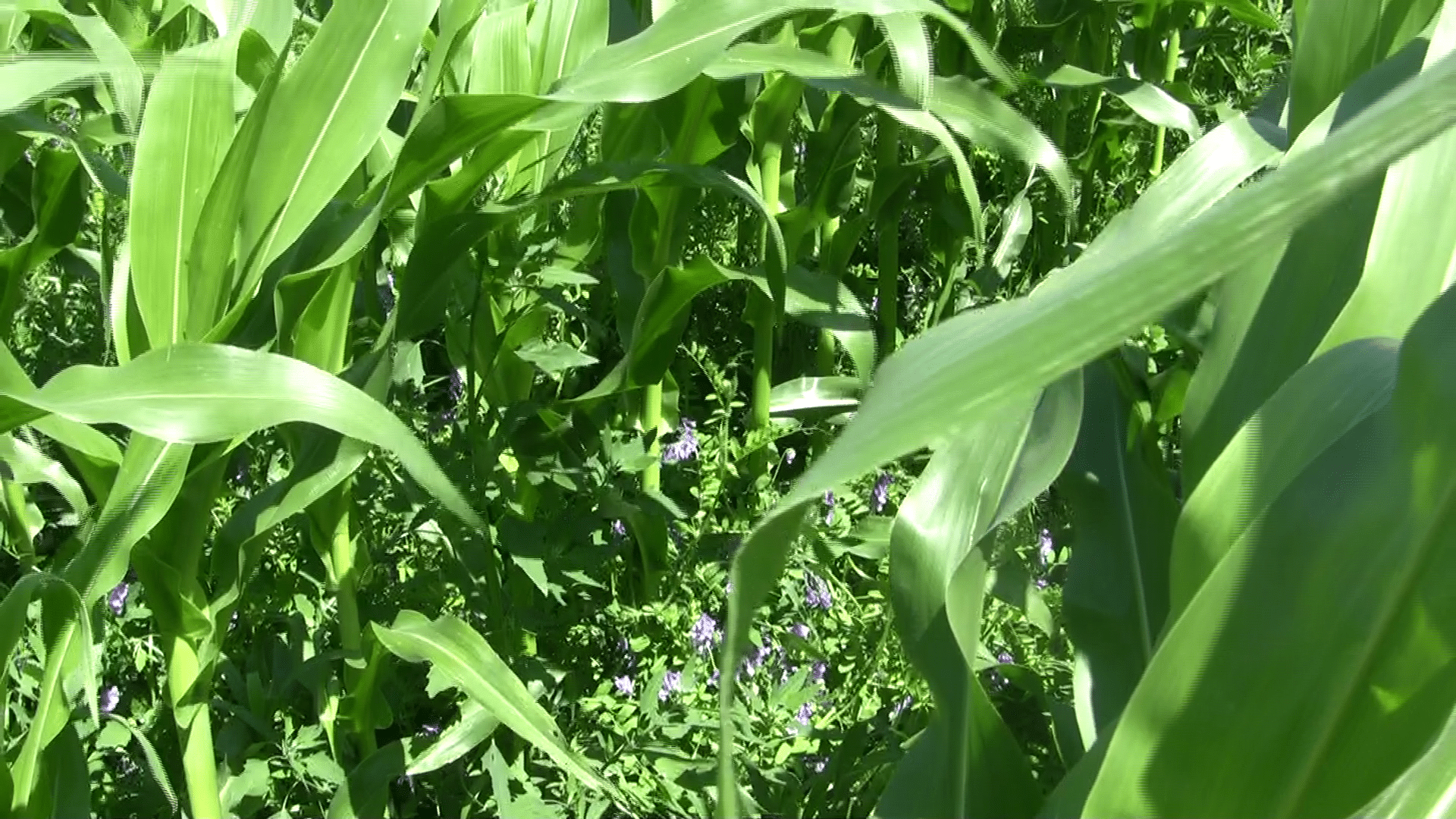 No-till corn underseeded with hairy vetch.