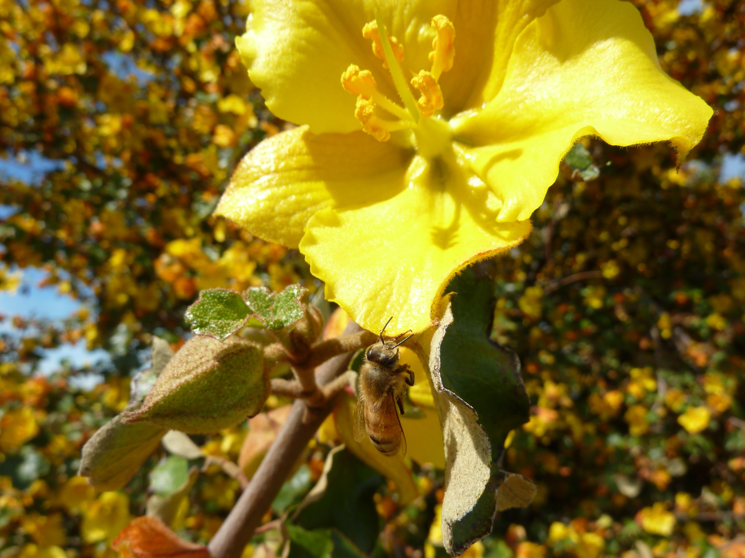 Close up of Flannel bush flower and bee