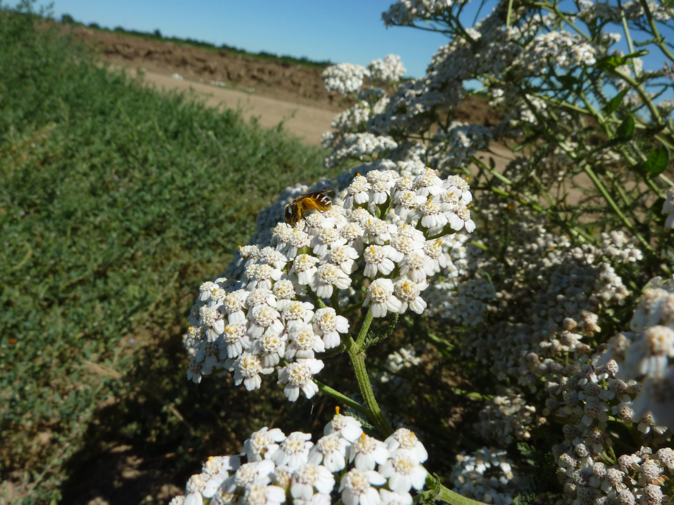 Native bee on yarrow