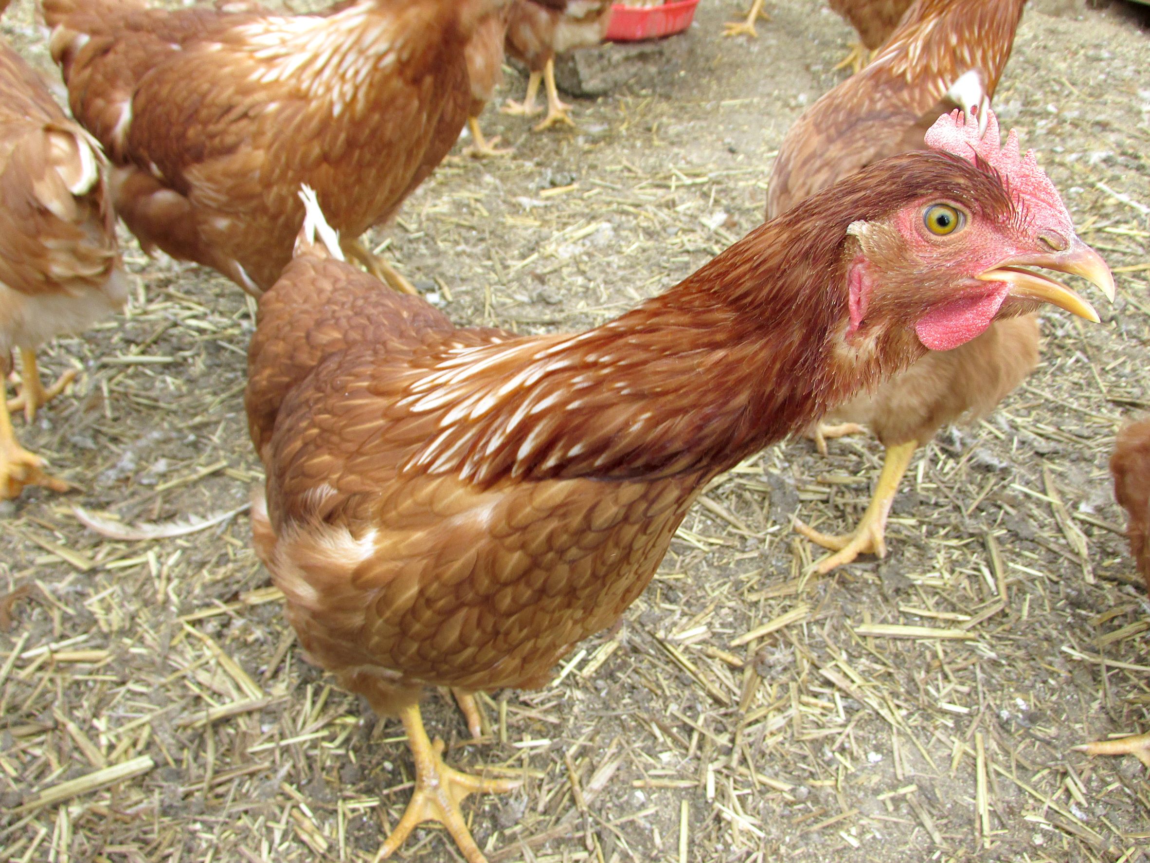 chicken