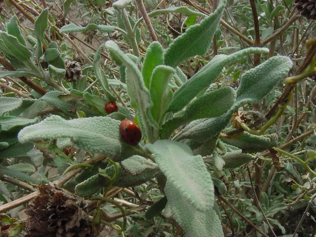 Lady bird beetles resting on Cleveland sage