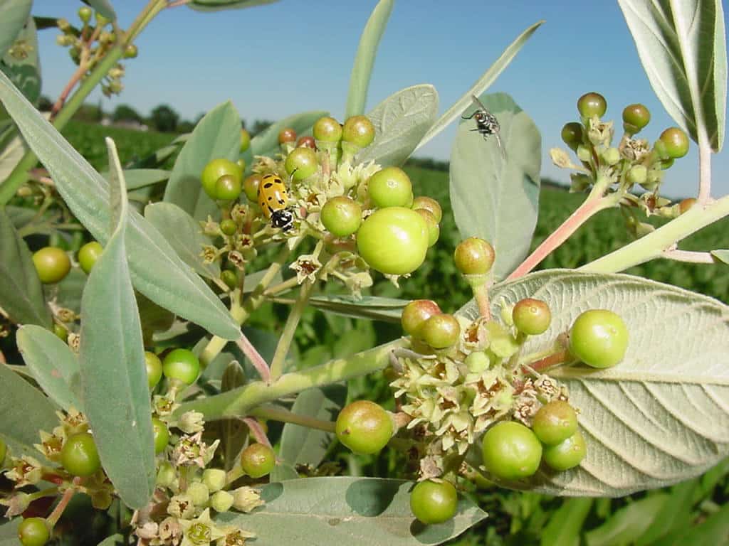 Coffee berry flowers and berries with lady bird beetle