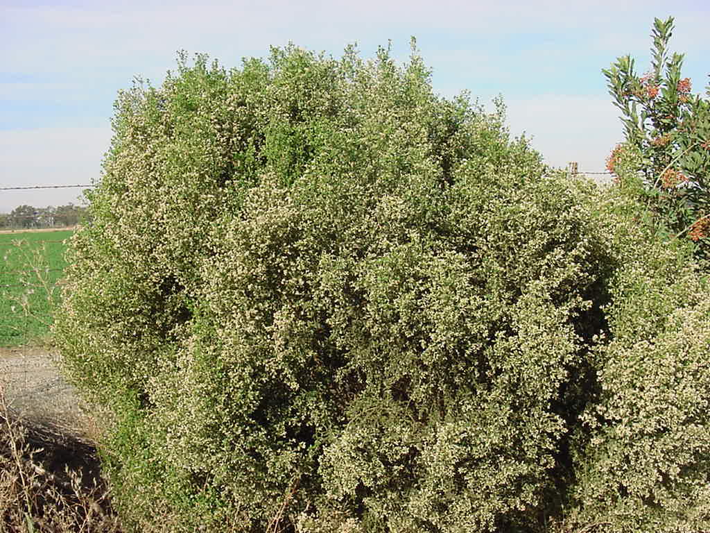 Coyote bush in bloom