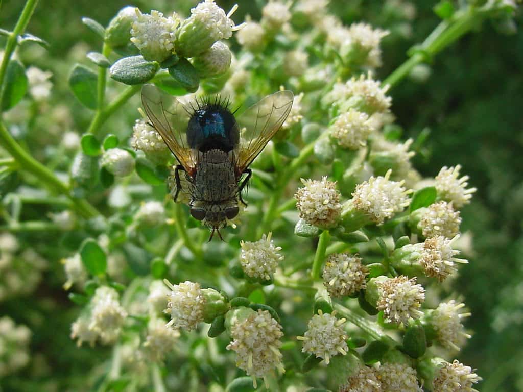 Tachinid fly feeding at male coyote bush flower