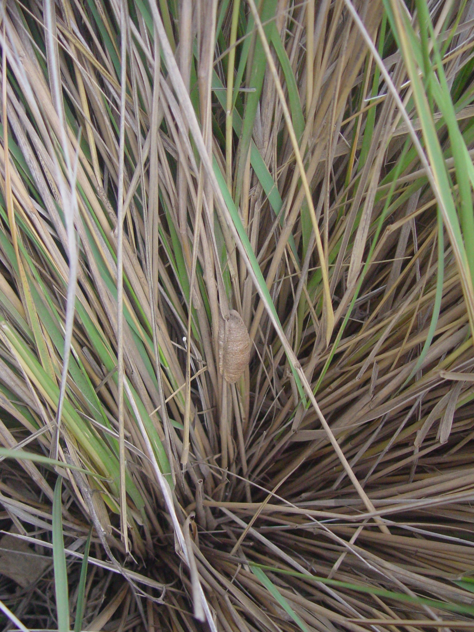 Praying mantis egg mass in the interior of deer grass bunch