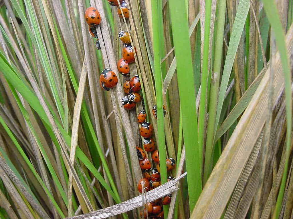 Lady bird beetles overwintering in deer grass.