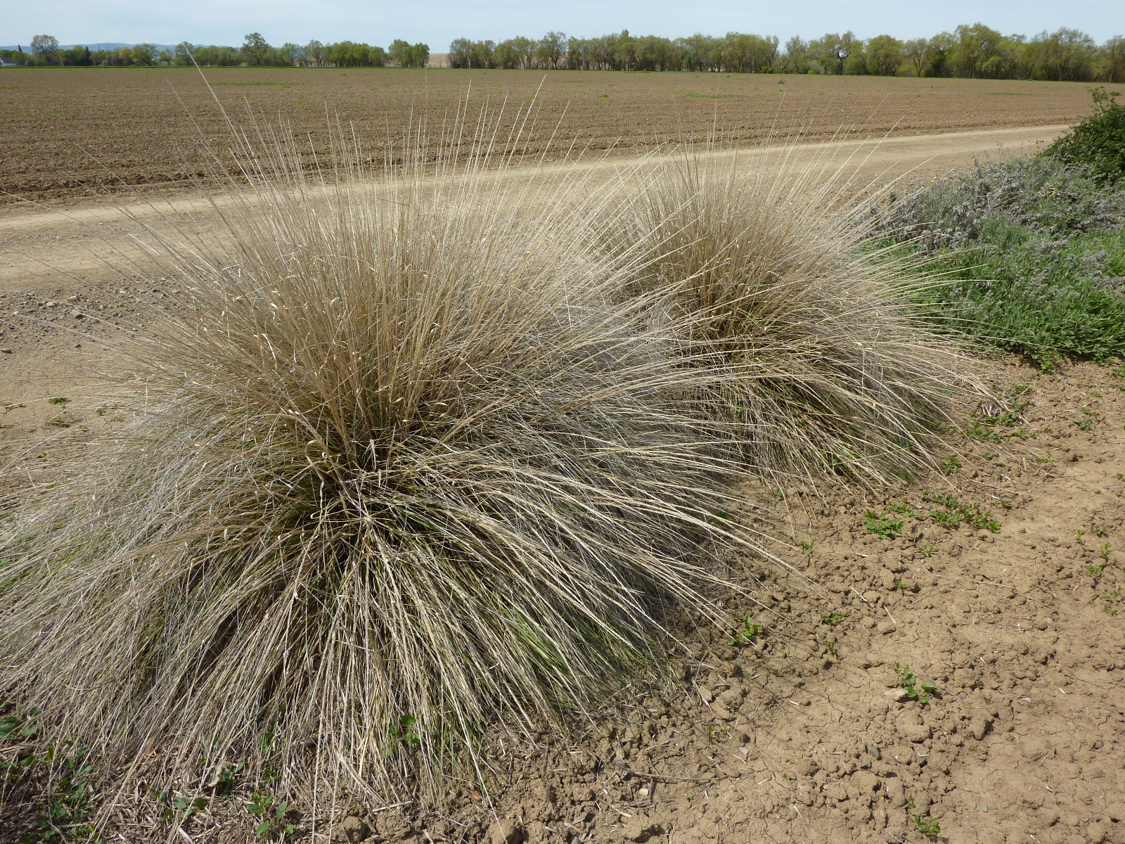 Deergrass in a farm hedgerow