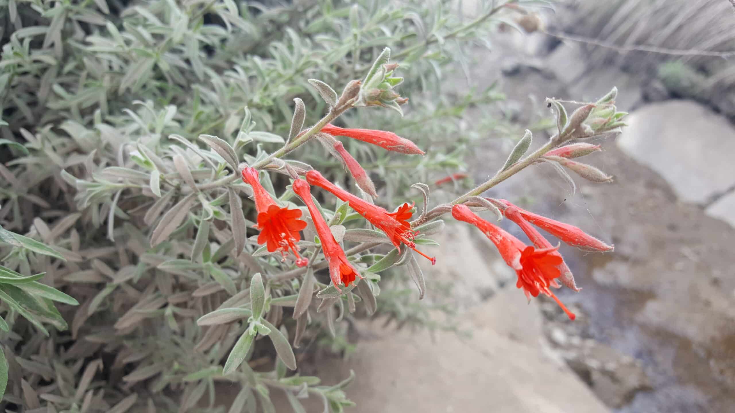 Close up of California fuschia