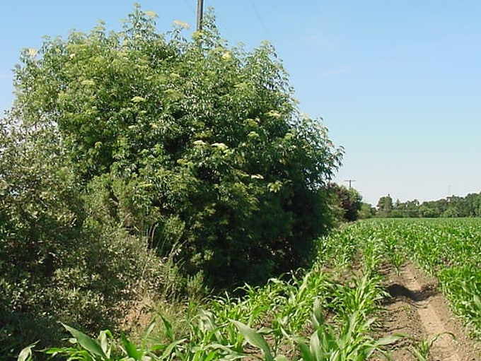 Elderberry in a hedgerow