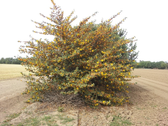 Flannel bush in full bloom