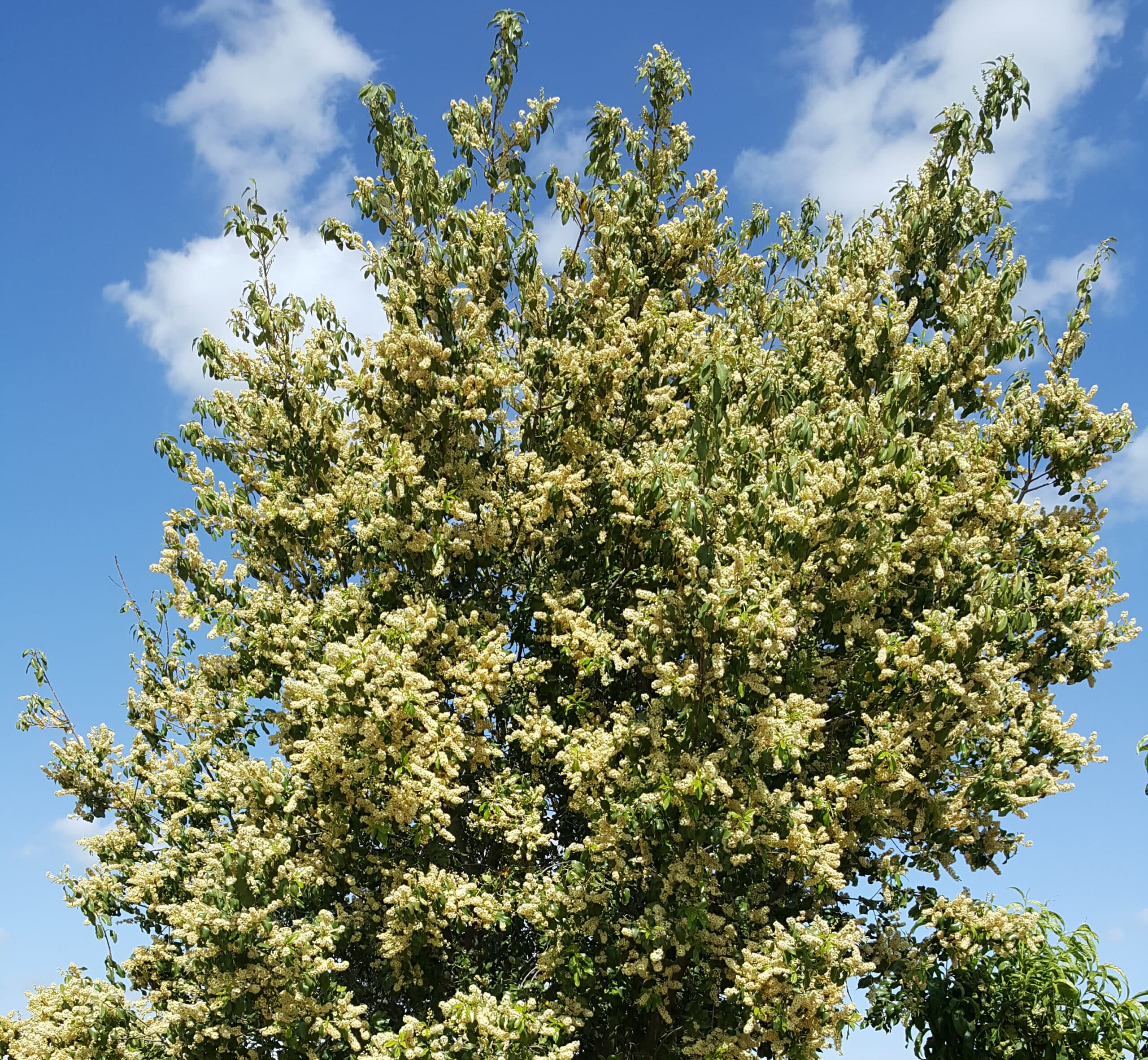 A holly leaf cherry tree in full bloom