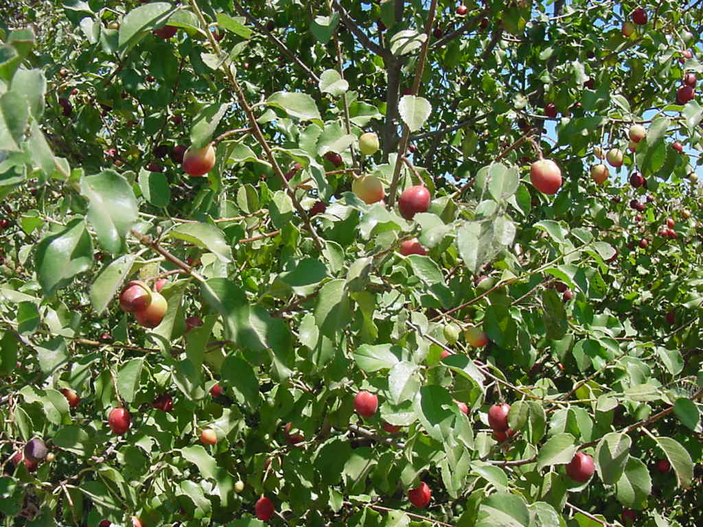 Closeup of Holly leaf cherry fruit