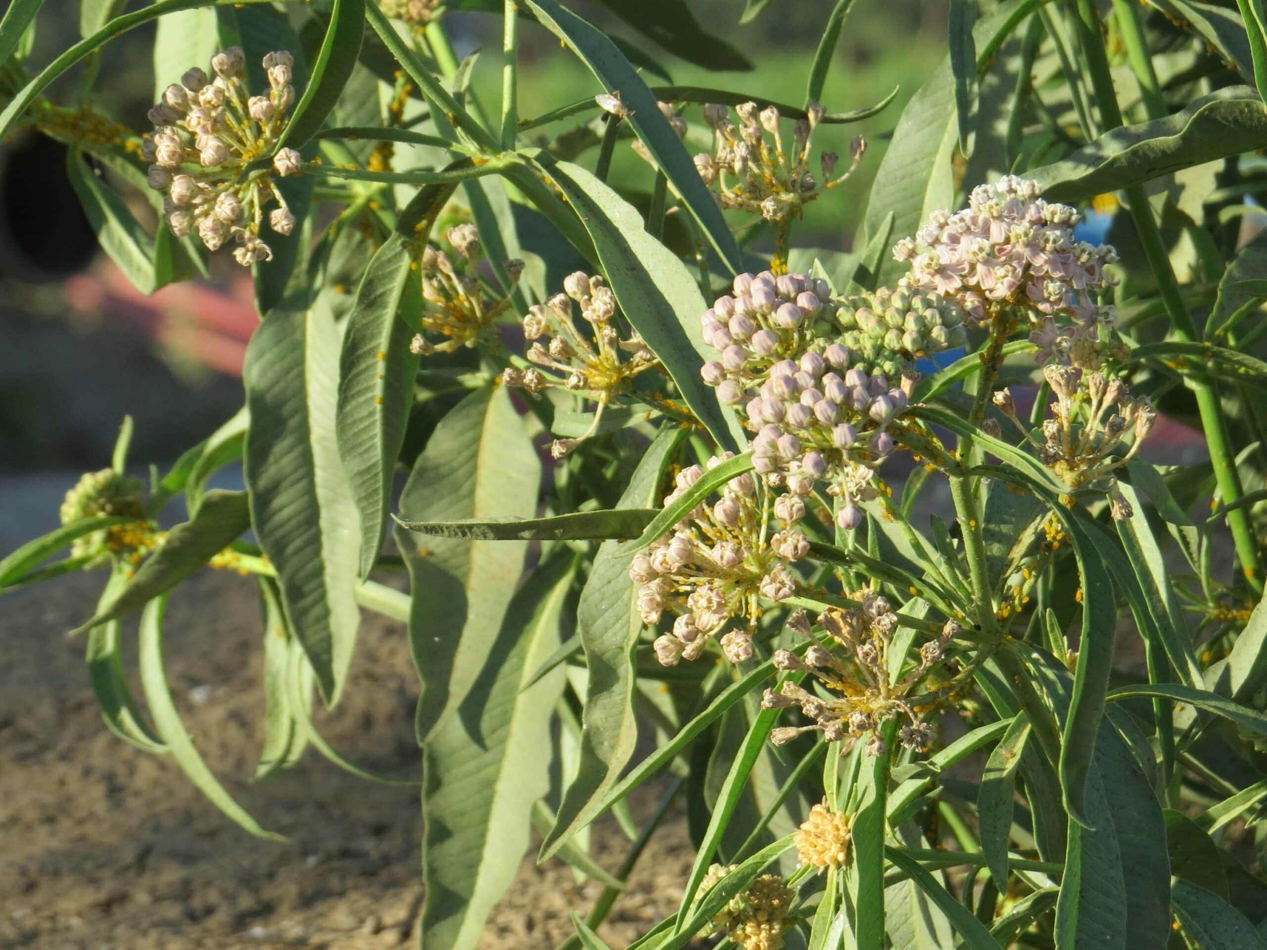 Close up of narrowleaf milkweed flowers in bloom
