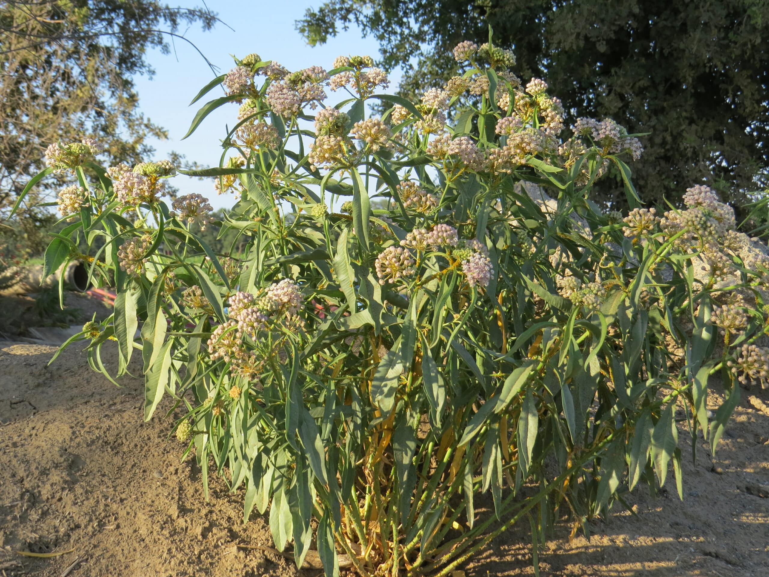 Narrowleaf milkweed in bloom