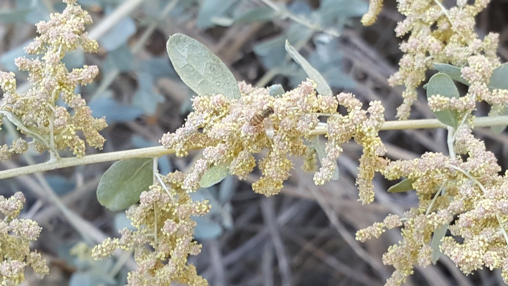 Syrphid fly on Saltbush flower