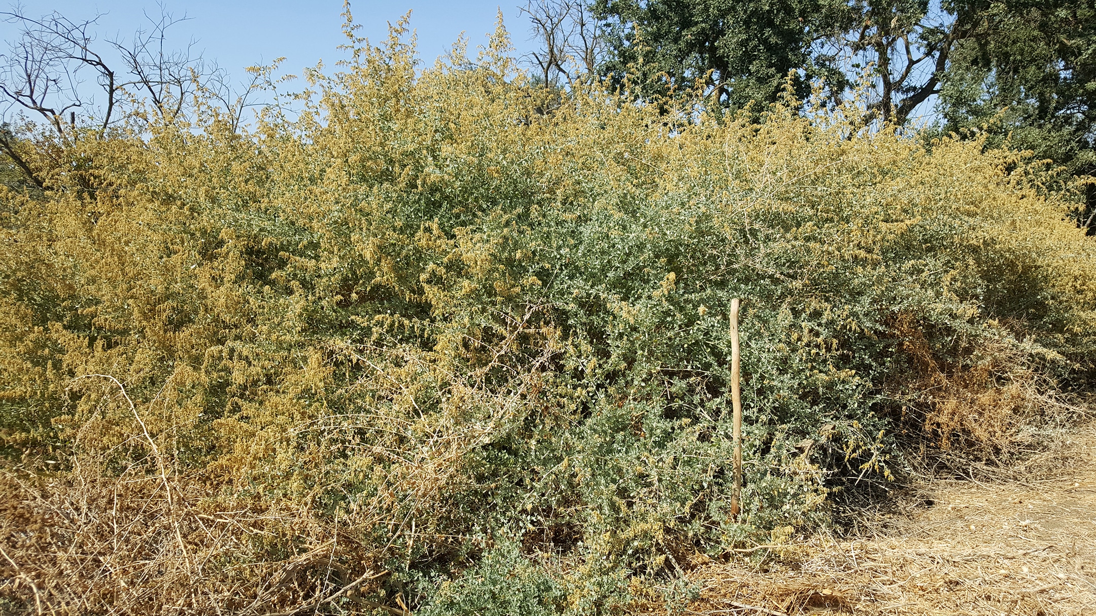 Saltbush in full bloom