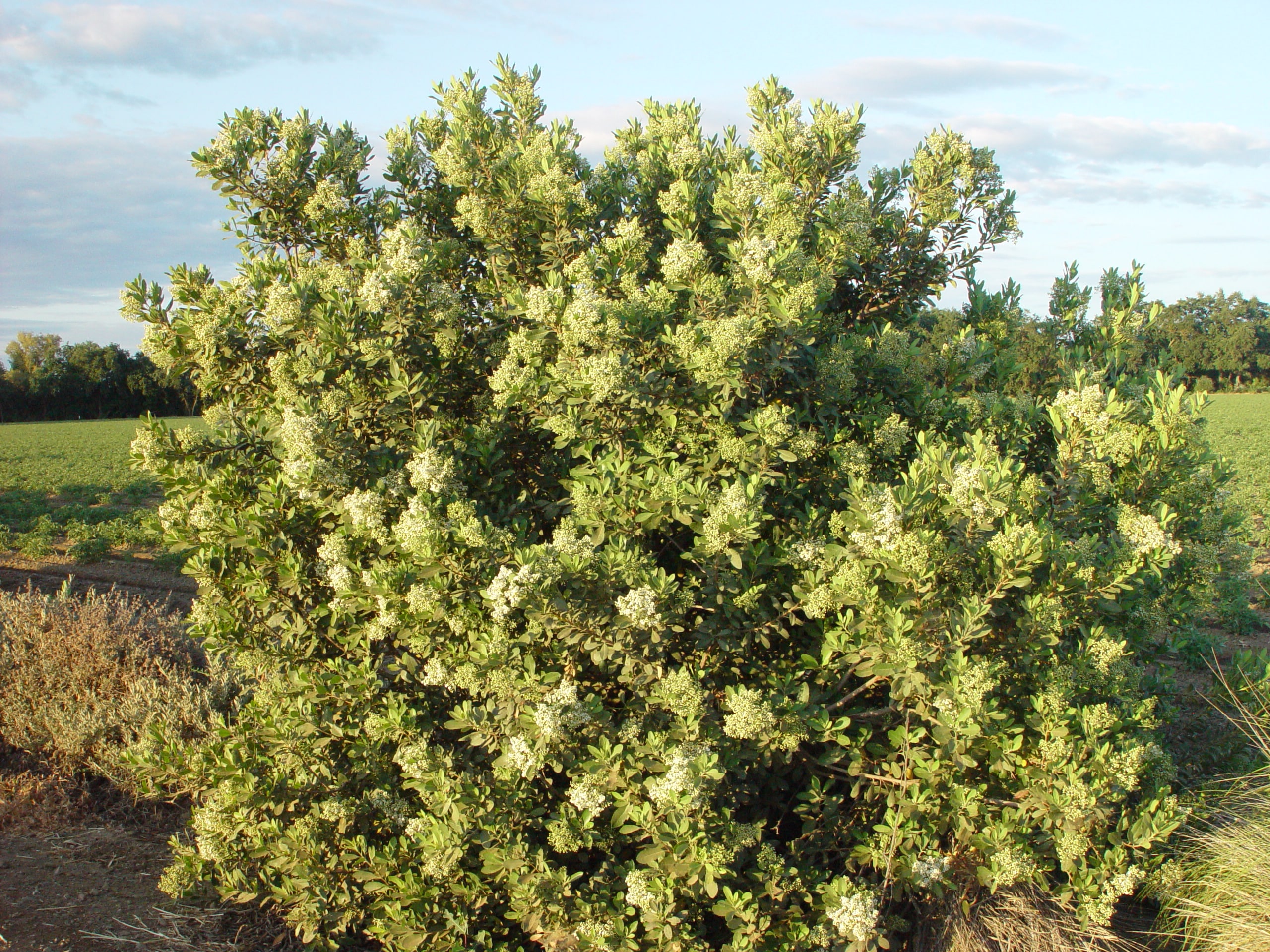 Toyon in bloom