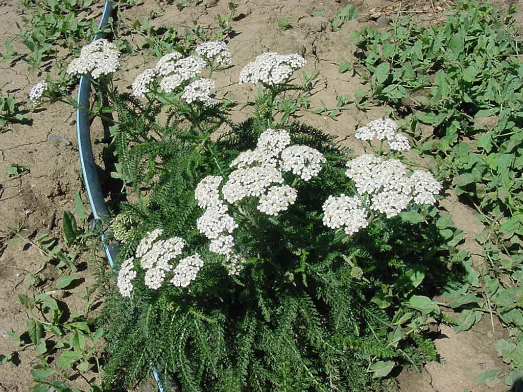 Yarrow plant in bloom