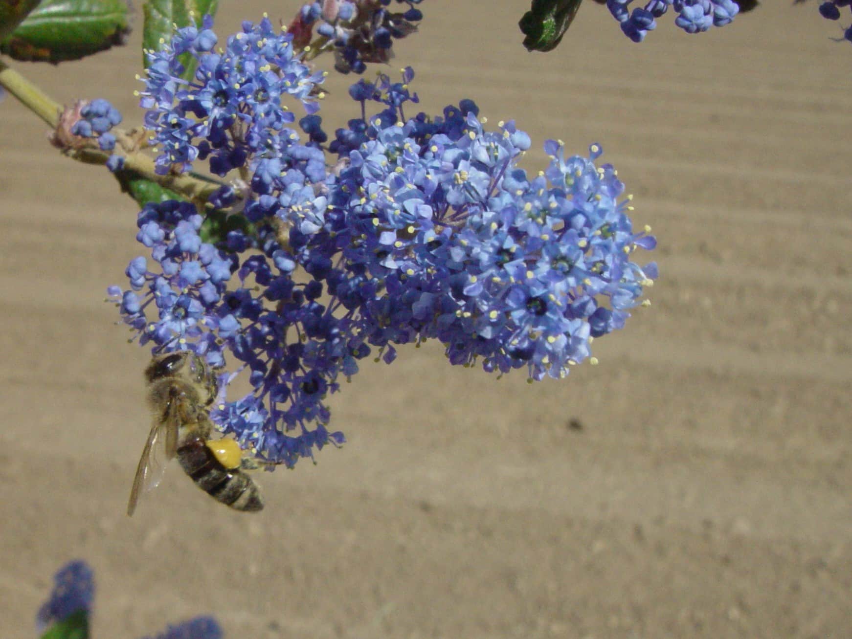 Syrphid fly on ceonothus flower