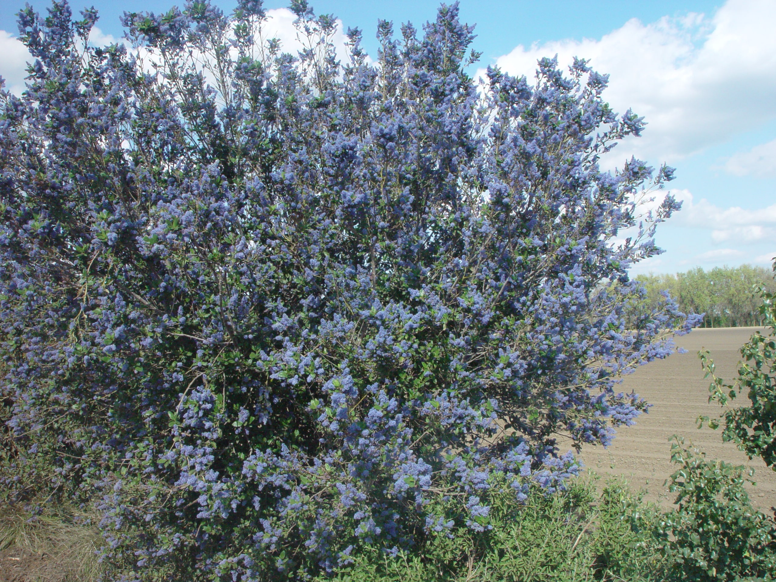 Ceonothus in full bloom