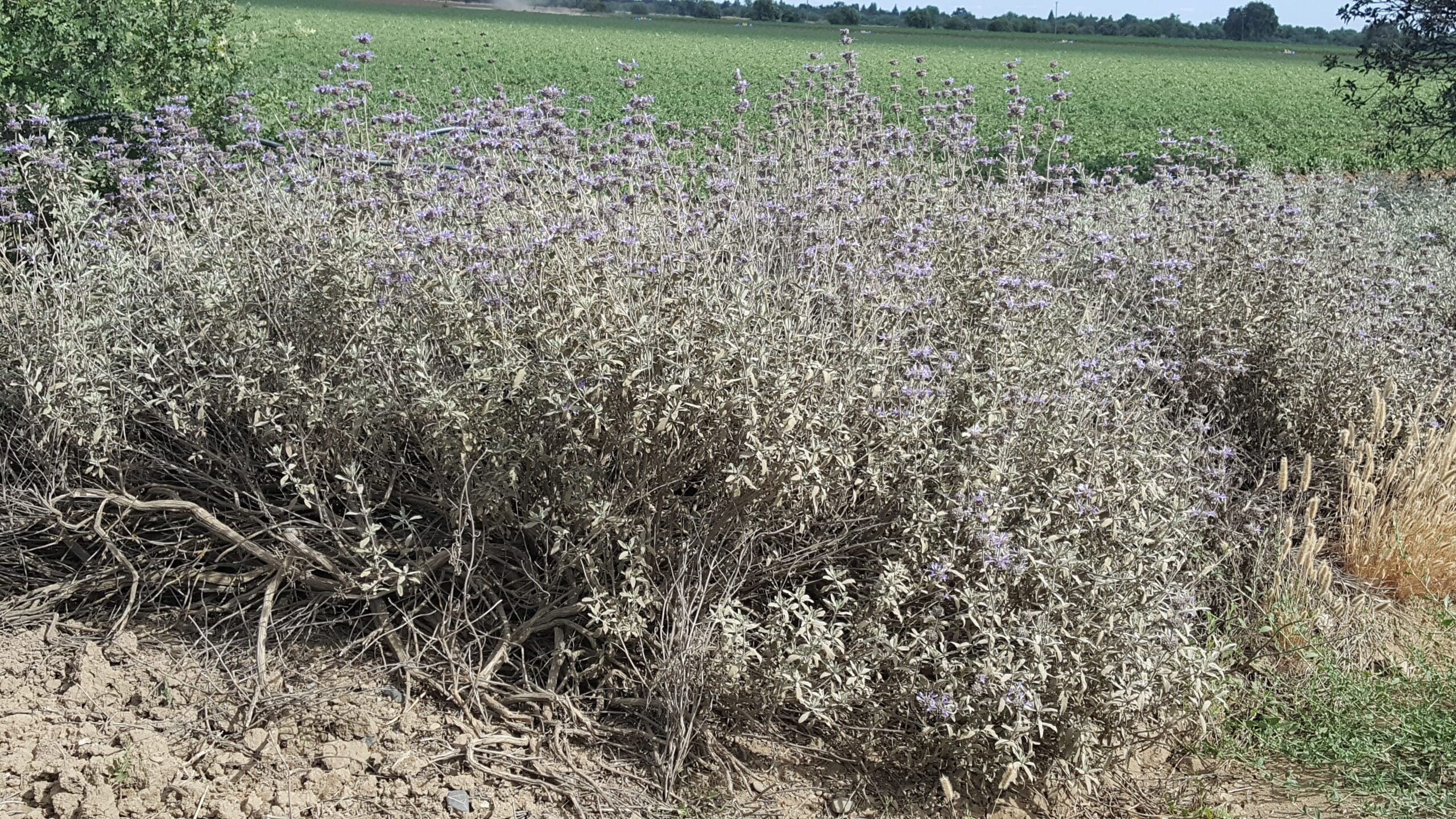 Cleveland sage in bloom