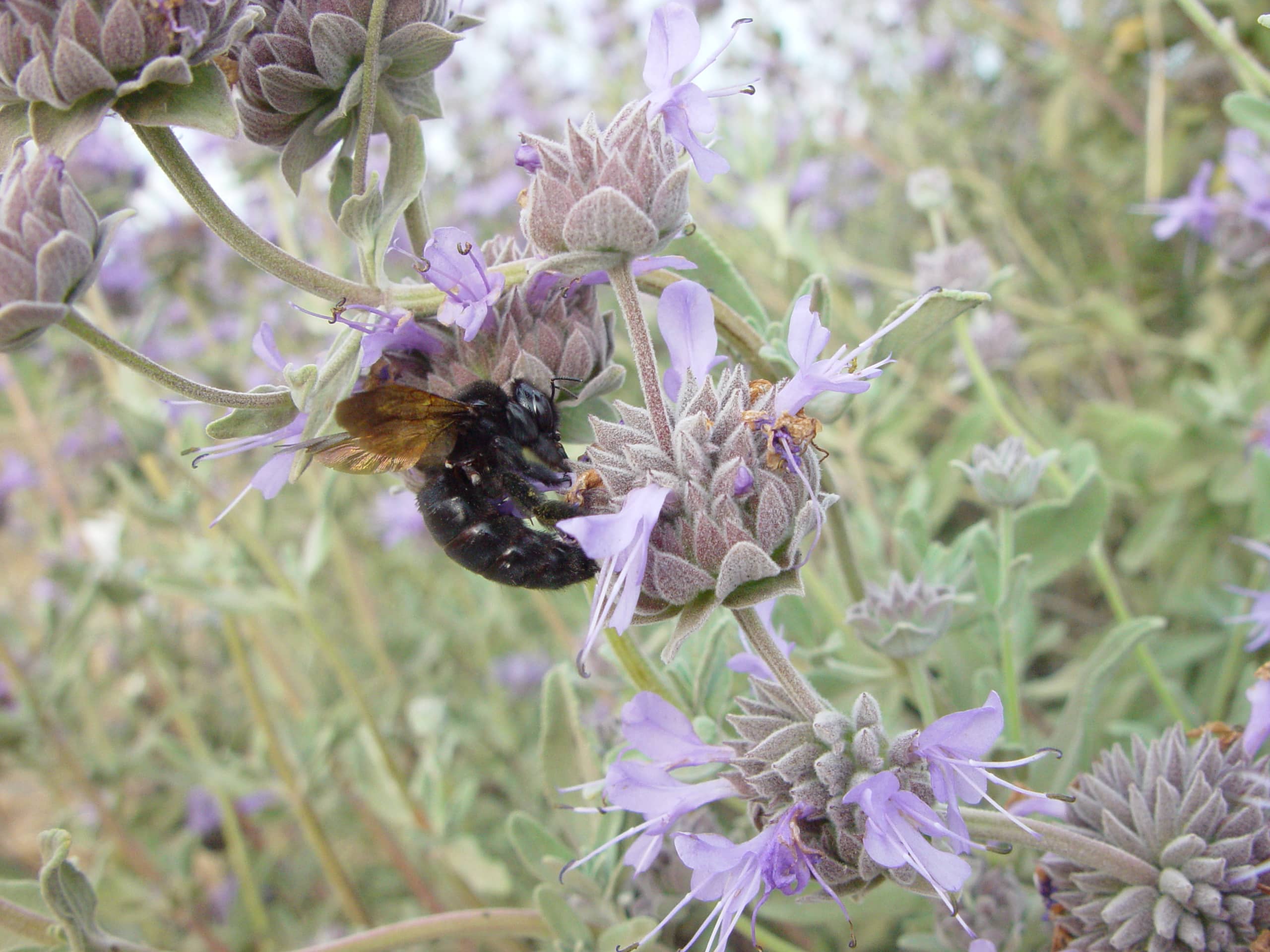 Carpenter bee getting nectar from Cleveland sage