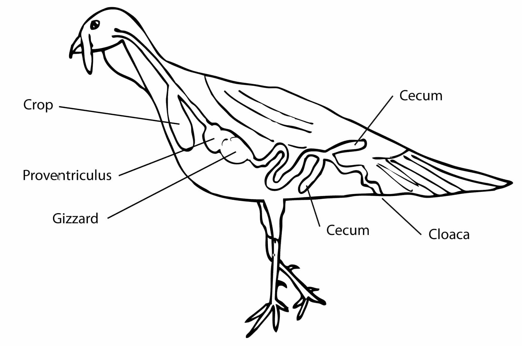 Drawing of turkey digestive tract
