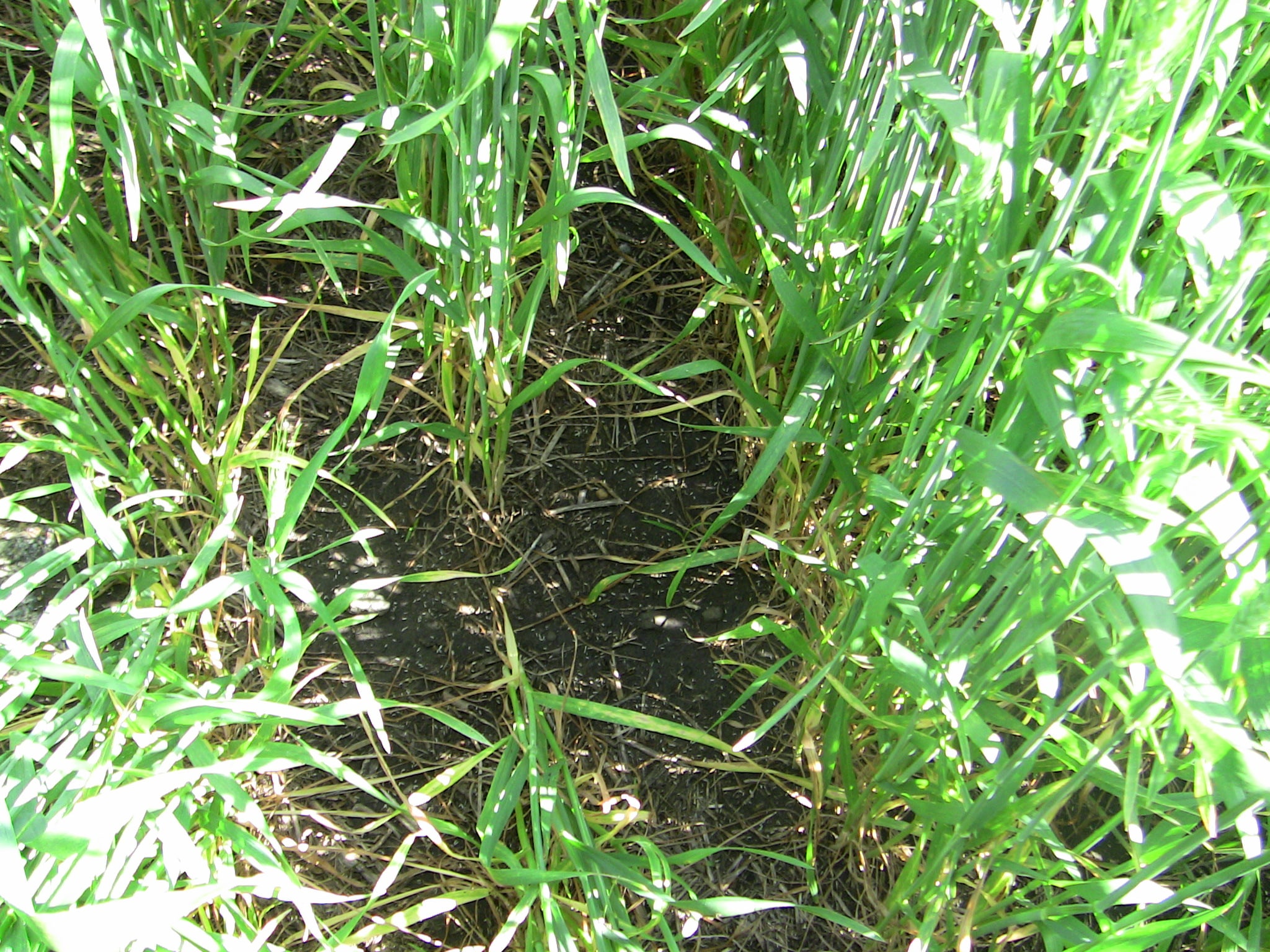 Wheat residue with prior cover crop.